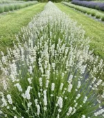 Лаванда вузьколиста Edelweiss (Едельвейс)