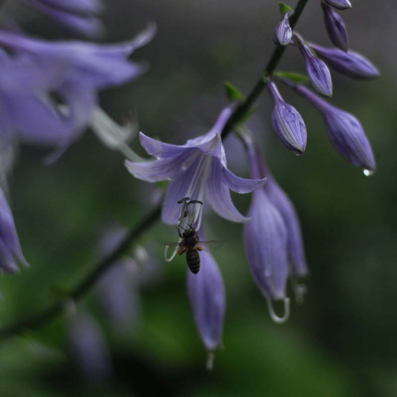 Однорічні квіти
