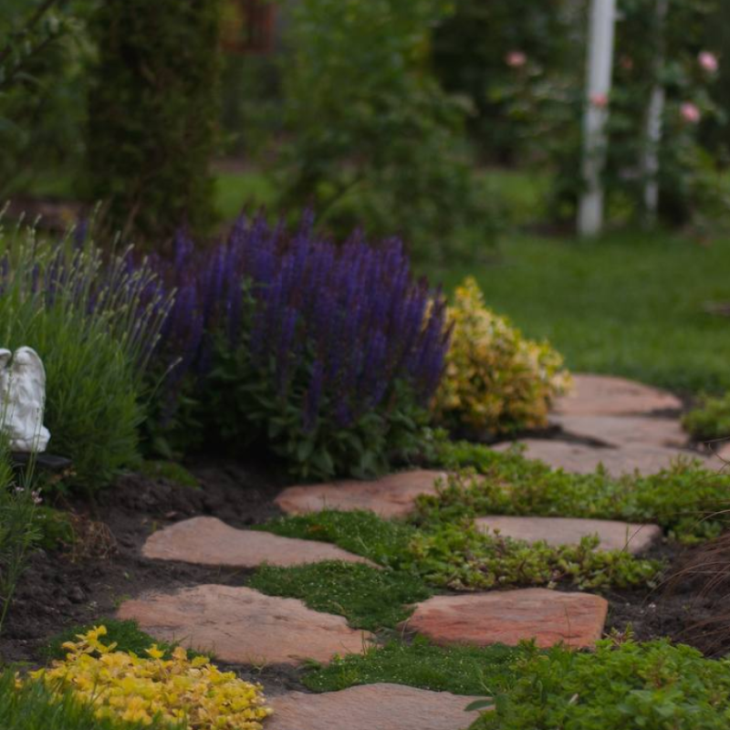 Багаторічники