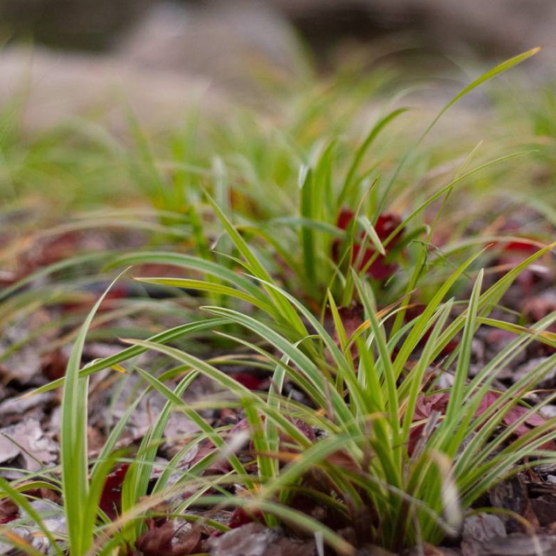 Декоративні трави