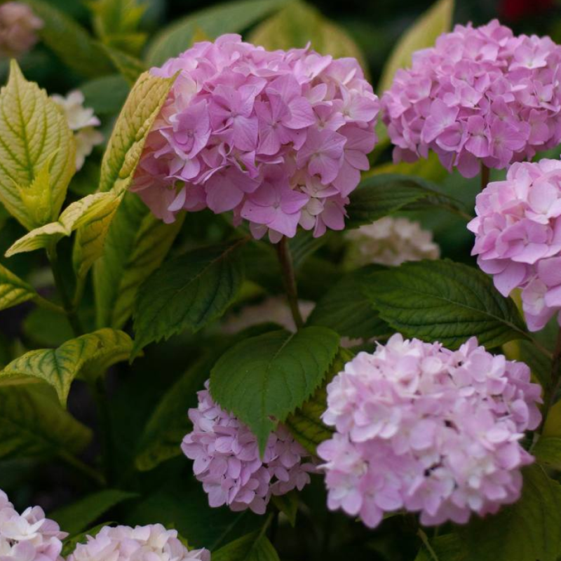 Декоративні кущі