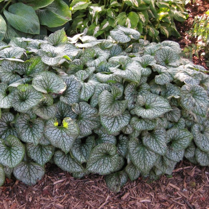 Бруннера крупнолиста "Сі Харт" Бруннера крупнолиста "Сі Харт"