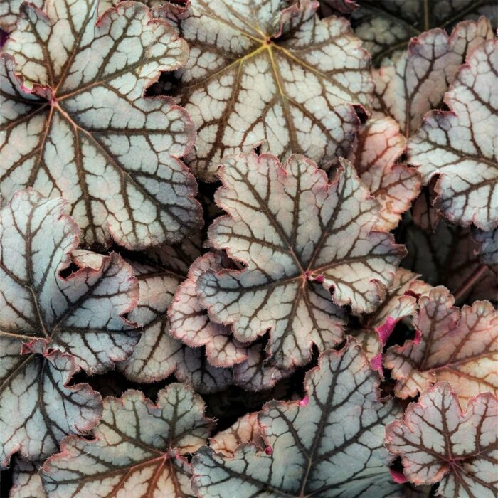 Гейхера "Neptune" Гейхера "Neptune"