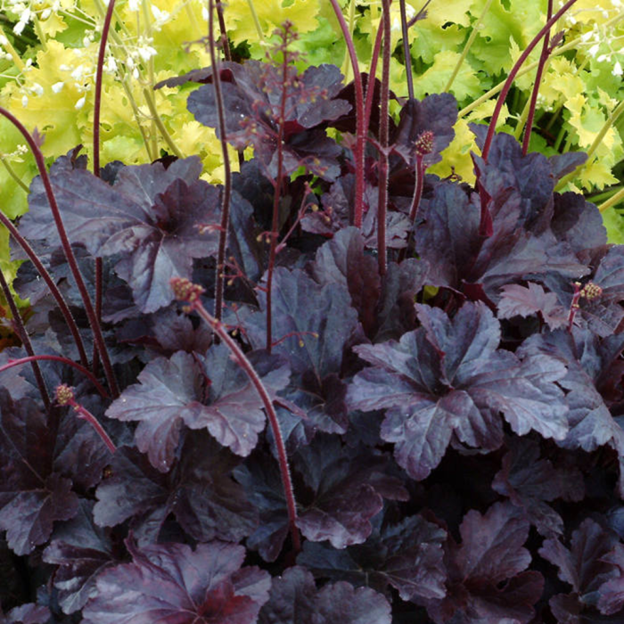 Гейхера "Grape expectation" Гейхера "Grape expectation"