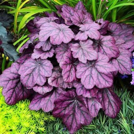 Гейхера "Wildrose"