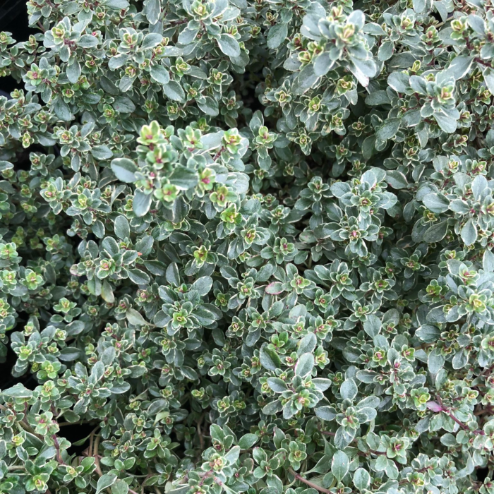 Чебрець "Cільвер" Чебрець "Cільвер"