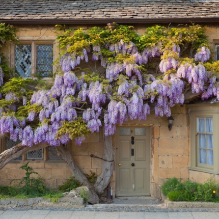 Гліцинія китайська