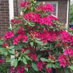 Рододендрон 'Нова Зембла' Rhododendron Nova Zembla С10