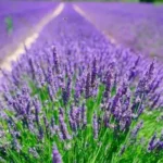 Лавандин "Платінум NIKO" (C2)