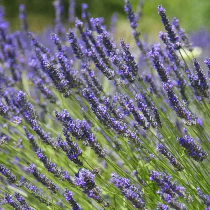 Лавандин "Платінум NIKO" (C2) - Зображення 2