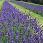 Лавандин "Платінум NIKO" (C2) - Зображення 3