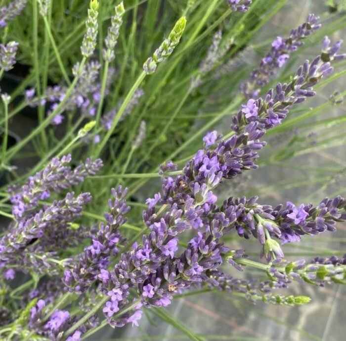 Лавандин Гроссо Лаванда «Grosso» (С3) - Зображення 1