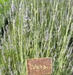 Лавандин «Vera» (С2)