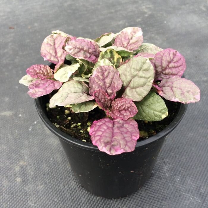 photo_2025-04-08_14-14-13 Живучка повзуча "Бургунді Глоу" (C2) - Зображення 1