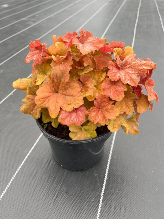 photo_2025-05-07_10-09-43 Гейхера гібридна "Шемпейн" (C2)/(Р9) - Зображення 1