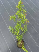 Айва прекрасна "Тойо-Нішікі" (С2) - Зображення 2