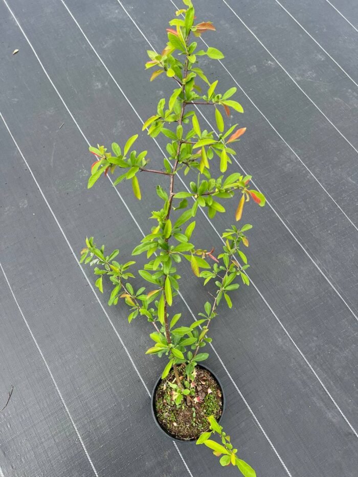 Айва прекрасна "Тойо-Нішікі" (С2) - Зображення 2