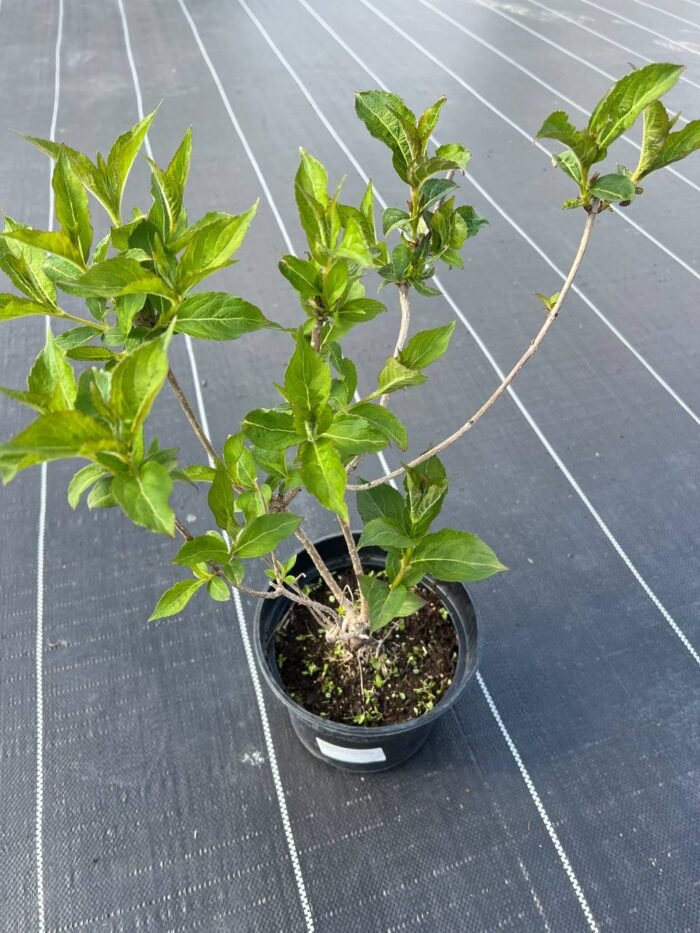 Вейгела квітуча "Брістол Рубі" (С2) - Зображення 2