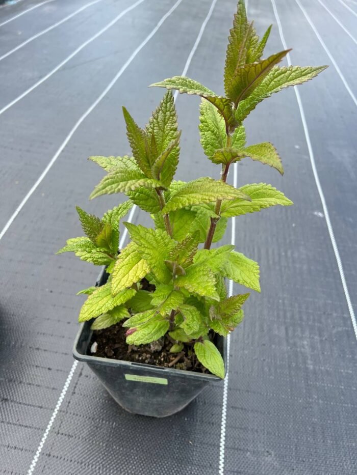 Котовник “Neptune” (С2) - Зображення 2