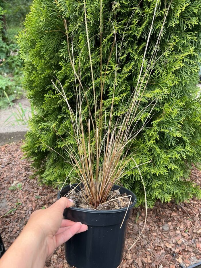 Осока Буханана "Ред Рустер" С2 - Зображення 2