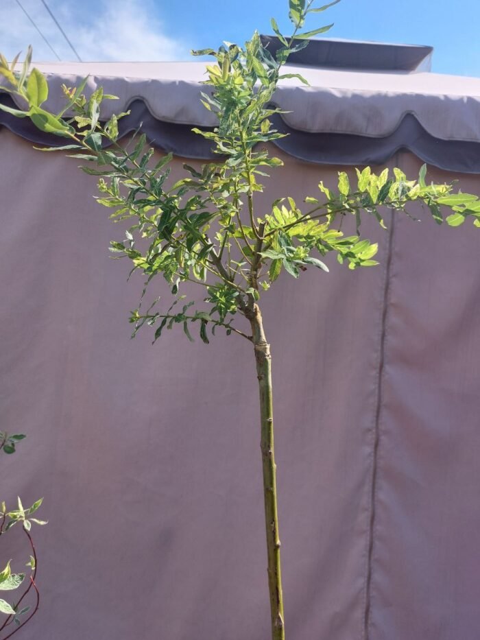 Верба «Хакуро-Нішикі» (С7,5) - Зображення 2