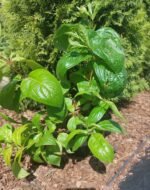 Вейгела квітуча "Вінгс оф Фаєр" С2 - Зображення 2