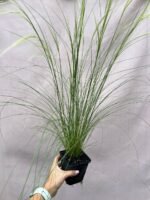 Ковила найтонша "Поні Тейлз" Р9 - Зображення 2