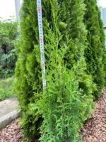 Туя західна "Смарагд" С2С3/С18 - Зображення 2