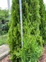 Туя західна "Смарагд" С2С3/С18 - Зображення 3
