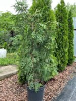 Туя західна "Брабант" - Зображення 2