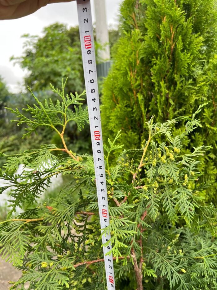 Туя західна "Брабант" - Зображення 3