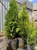 Туя західна "Смарагд" С2С3/С18 - Зображення 4