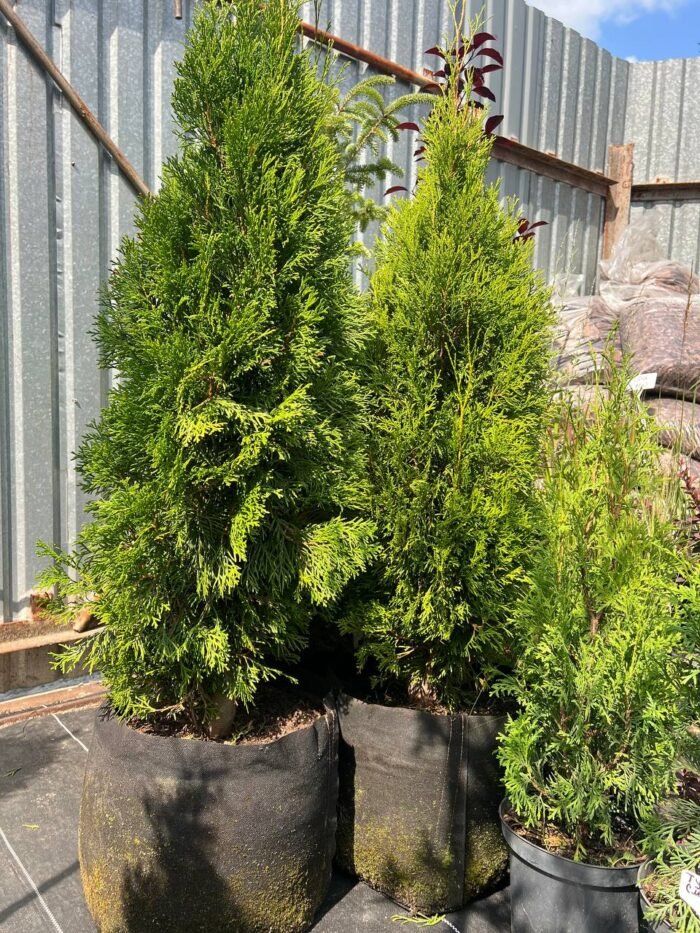 Туя західна "Смарагд" С2С3/С18 - Зображення 4