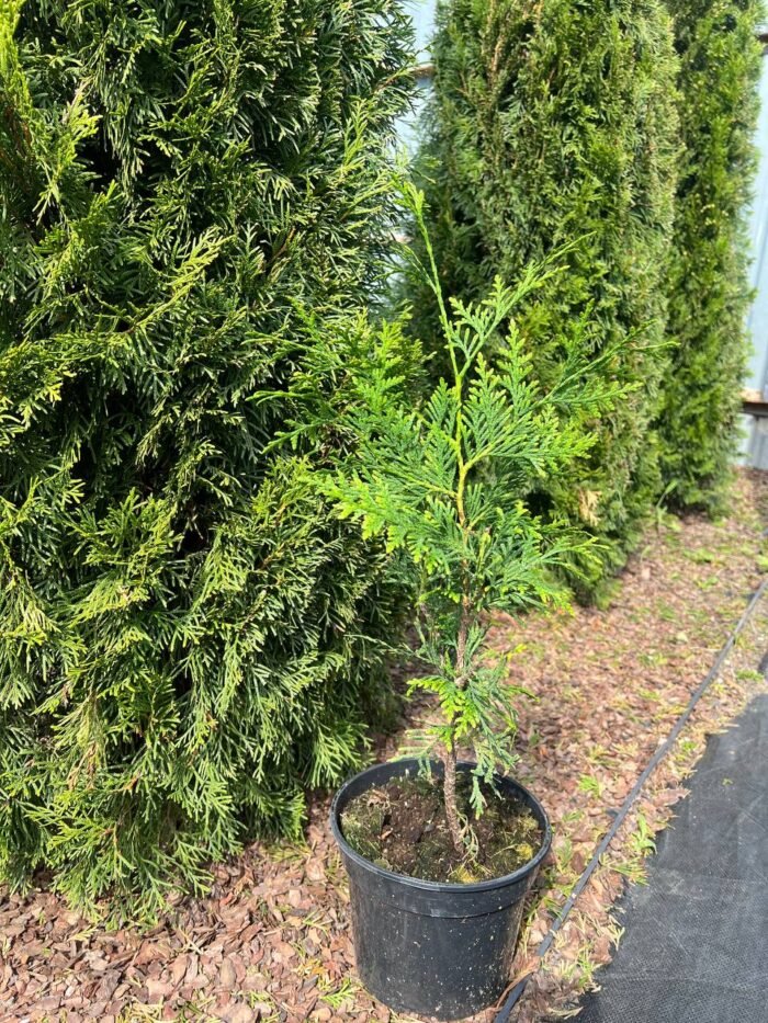 Туя західна "Брабант" - Зображення 4