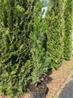 Ялівець китайський "Спартан" С3 - Зображення 2