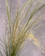 Ковила найтонша "Поні Тейлз" Р9 - Зображення 4