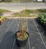 Осока Буханана "Ред Рустер" С2 - Зображення 3