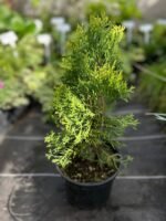 Туя західна "Смарагд" С2С3/С18 - Зображення 5