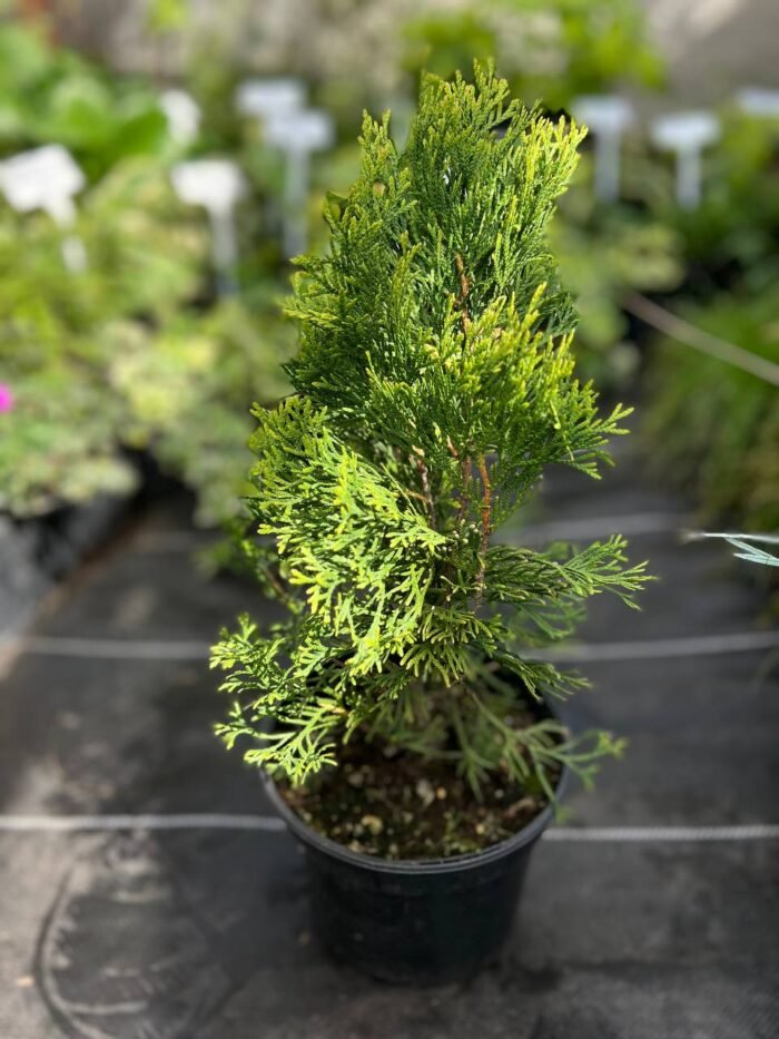 Туя західна "Смарагд" С2С3/С18 - Зображення 5