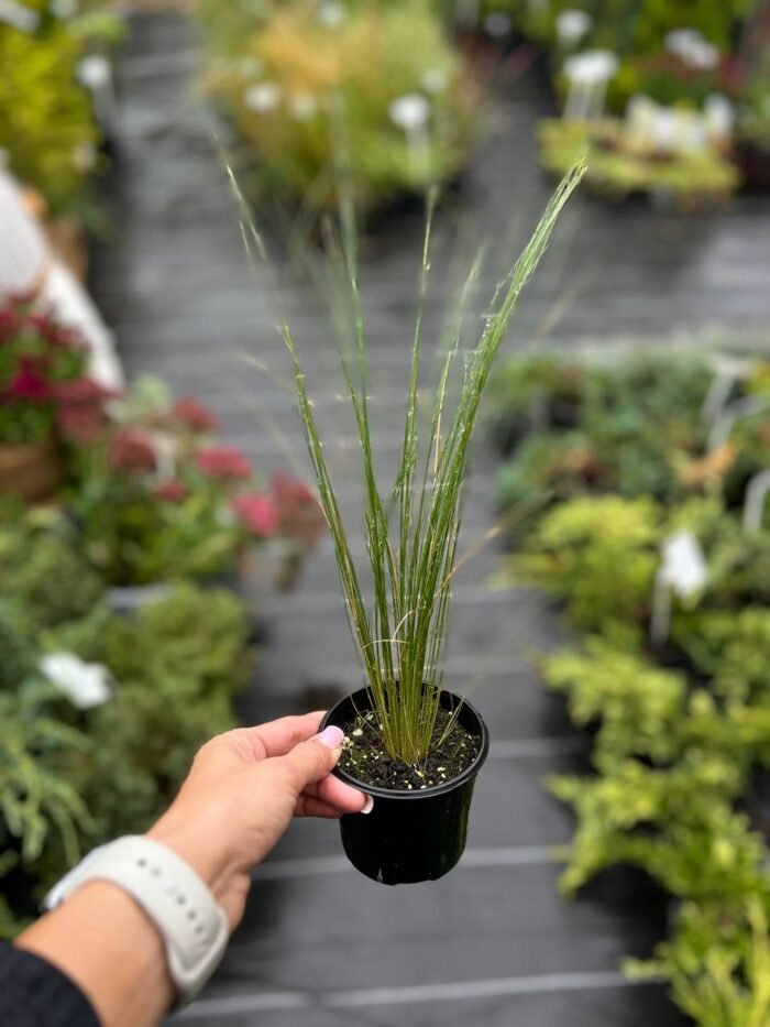 Ковила найтонша "Поні Тейлз" Р9 - Зображення 5