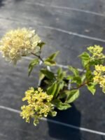 Гортензія волотиста "Літл Лайм" Р9 - Зображення 3