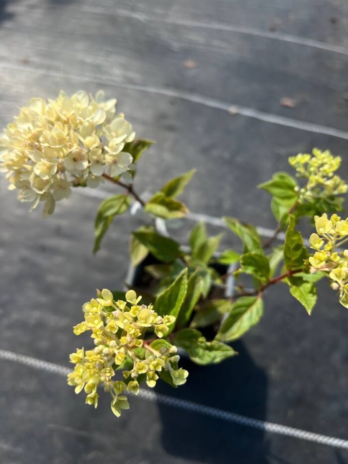 Гортензія волотиста "Літл Лайм" Р9 - Зображення 3