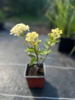 Гортензія волотиста "Літл Лайм" Р9 - Зображення 4