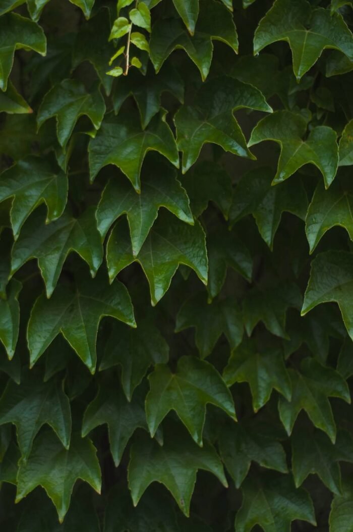 photo_2025-10-03_13-37-05 Виноград Вічі С1 - Зображення 1