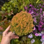 Туя західна "Анієк" (С2) - Зображення 2