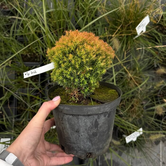 Туя західна "Анієк" (С2) - Зображення 3