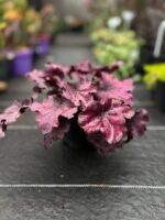 Гейхера "Wildrose" (С2) - Зображення 2