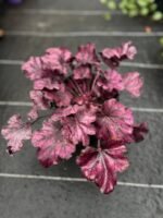 Гейхера "Wildrose" (С2) - Зображення 3