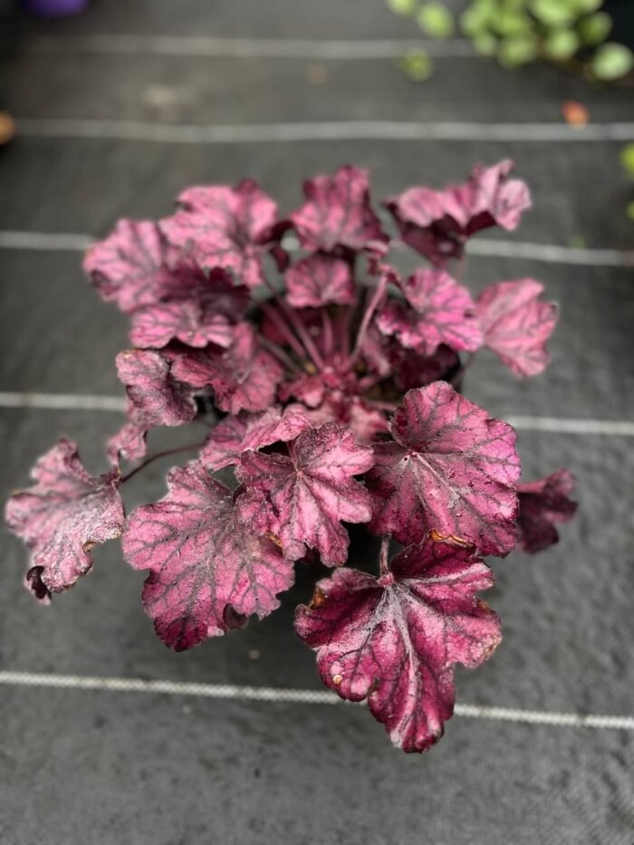 Гейхера "Wildrose" (С2) - Зображення 3