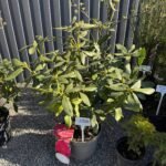 Рододендрон 'Нова Зембла' Rhododendron Nova Zembla С10 - Зображення 2